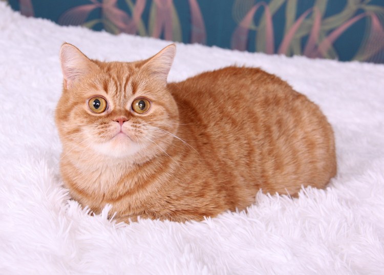 Шотландская прямоухая рыжий кот