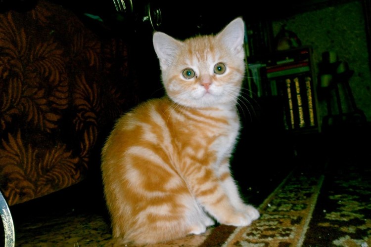 Шотландская страйт биколор