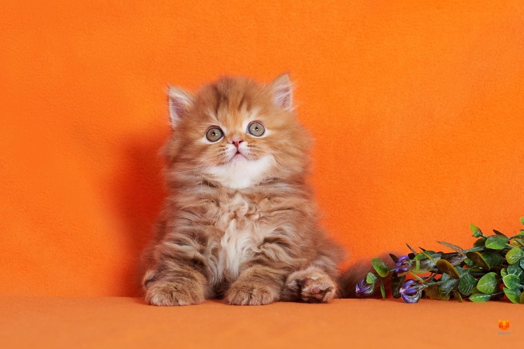 Скоттиш страйт рыжий мраморный