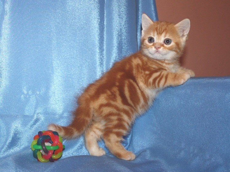 Шотландская страйт биколор