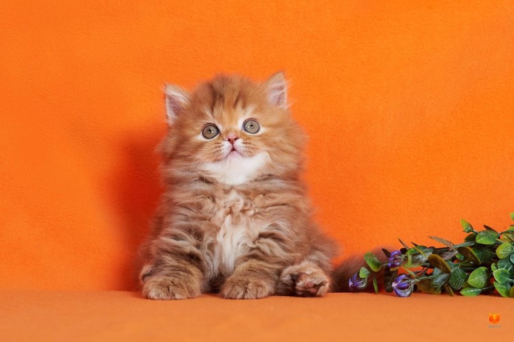 Скоттиш страйт рыжий