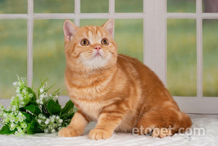 Кот шотландский прямоухий в профиль