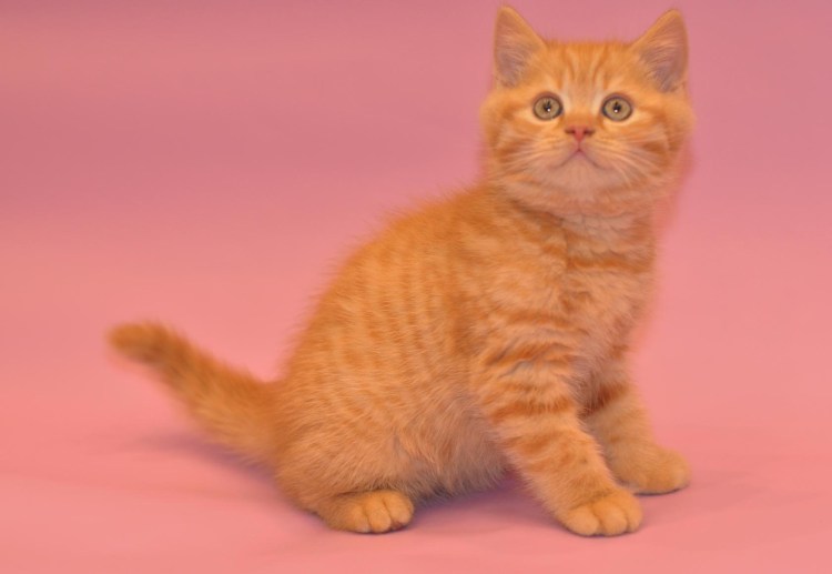 Скоттиш страйт кошка рыжая