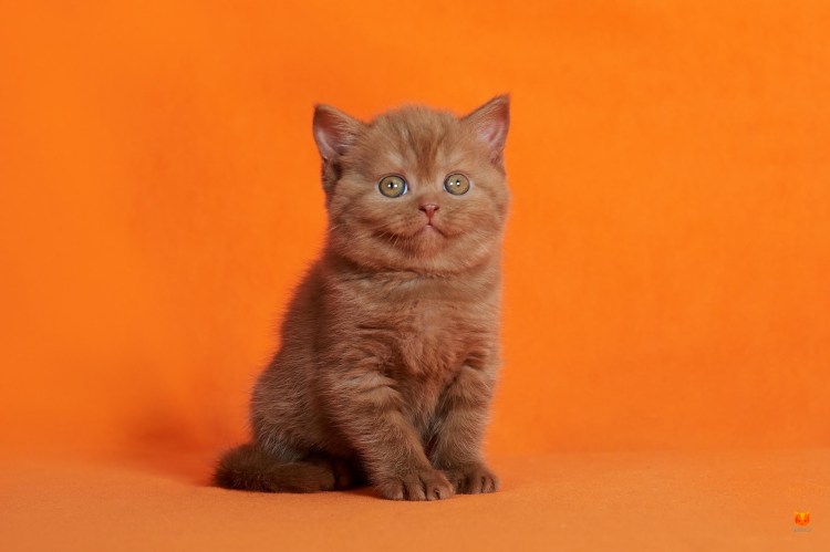 Шотландская кошка прямоухая Золотая