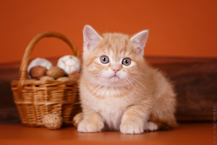 Шотландский скоттиш фолд персиковый
