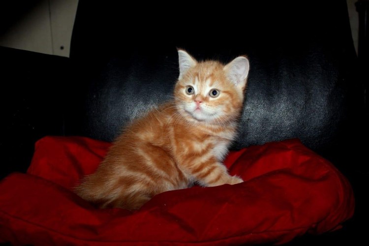 Шотландский страйт красный мрамор