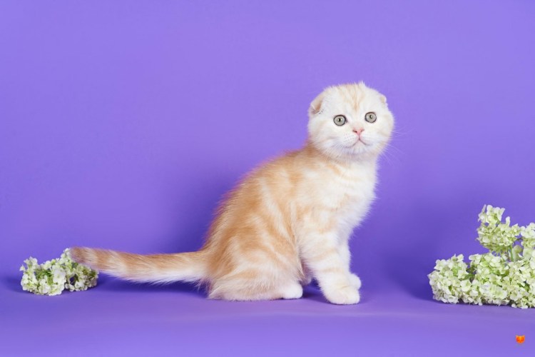 Шотландская прямоухая красный мрамор