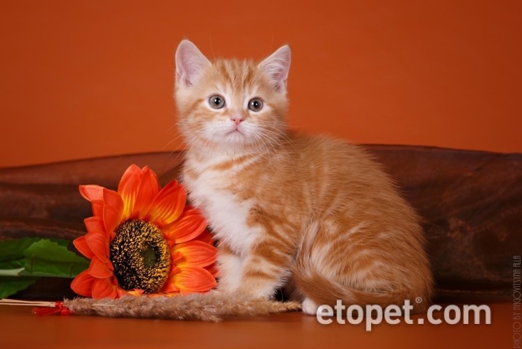 Скоттиш страйт рыжий