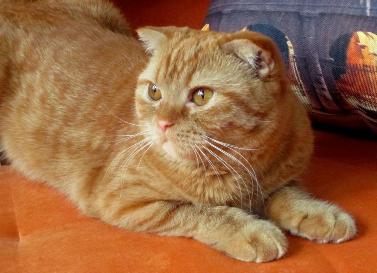 Скоттиш страйт рыжий