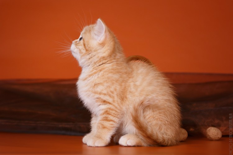 Шотландская прямоухая красный мрамор