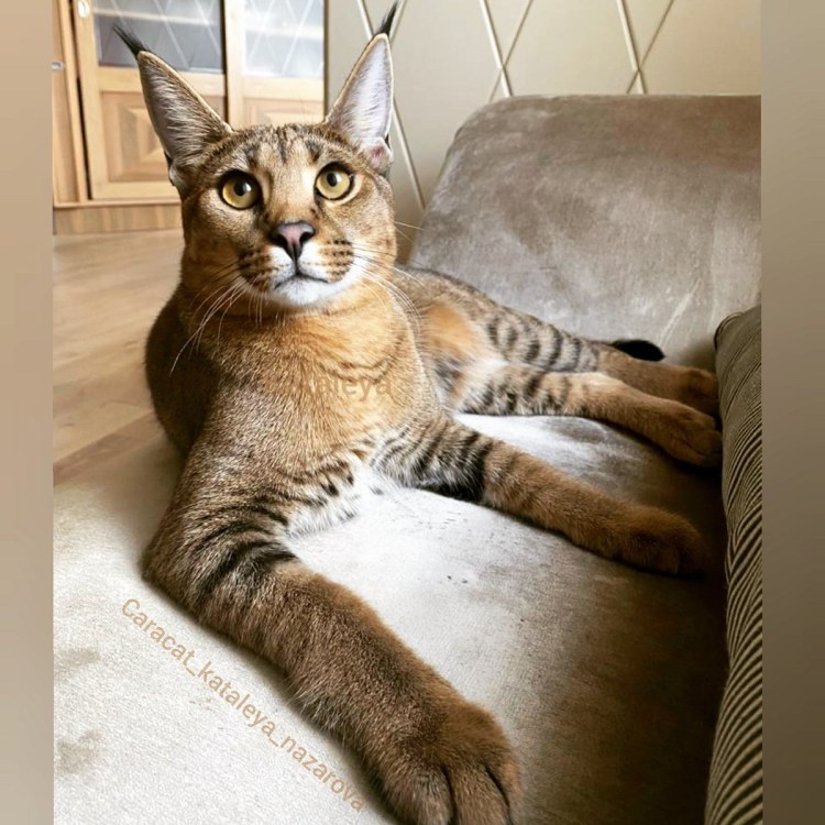 Стив Бушеми косоглазый