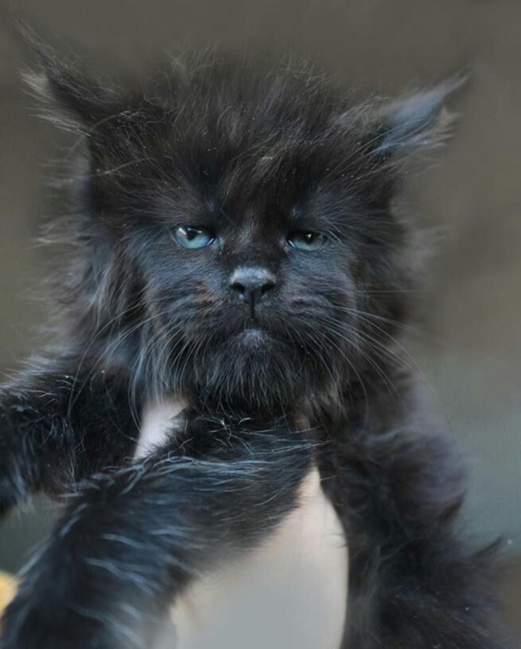 Кот с человеческими глазами