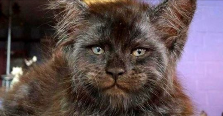 Котенок Мейн кун Валькирия