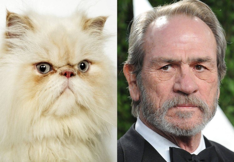 Кот похожий на человека