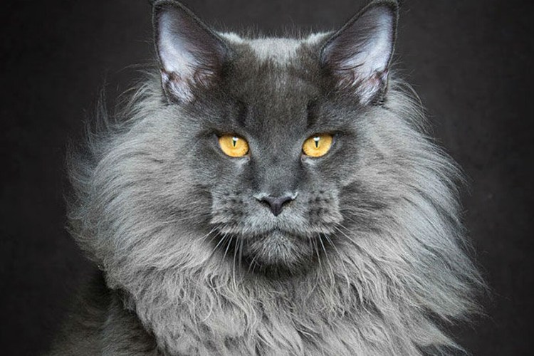 Мейн кун Ричи