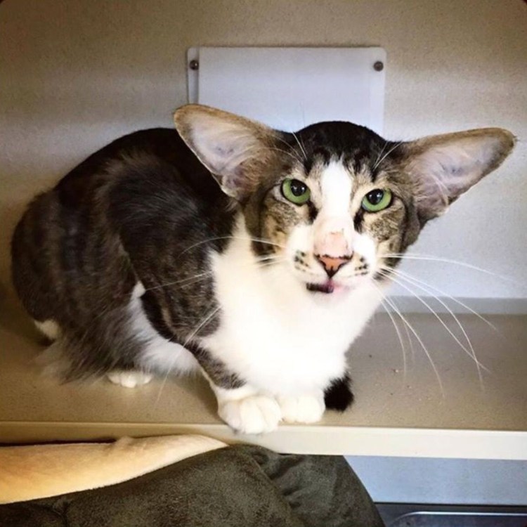 Джерард Геттингс фотограф