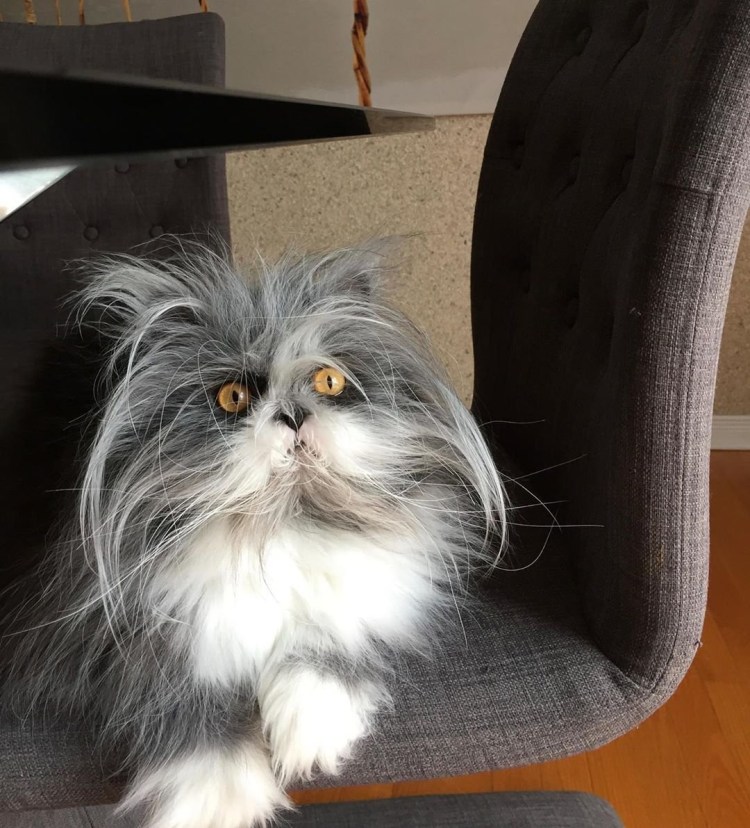 Порода котов Мейн кун