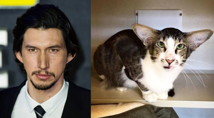 Порода Джуно кошка