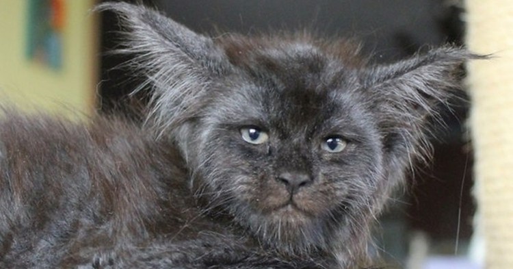 Кот с человеческим лицом