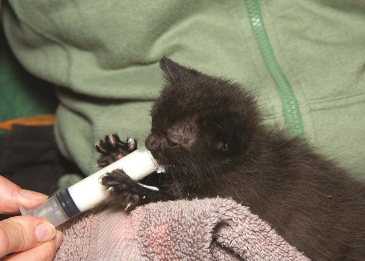 Пипетка для котят