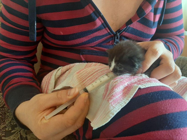 Кошка и молоко