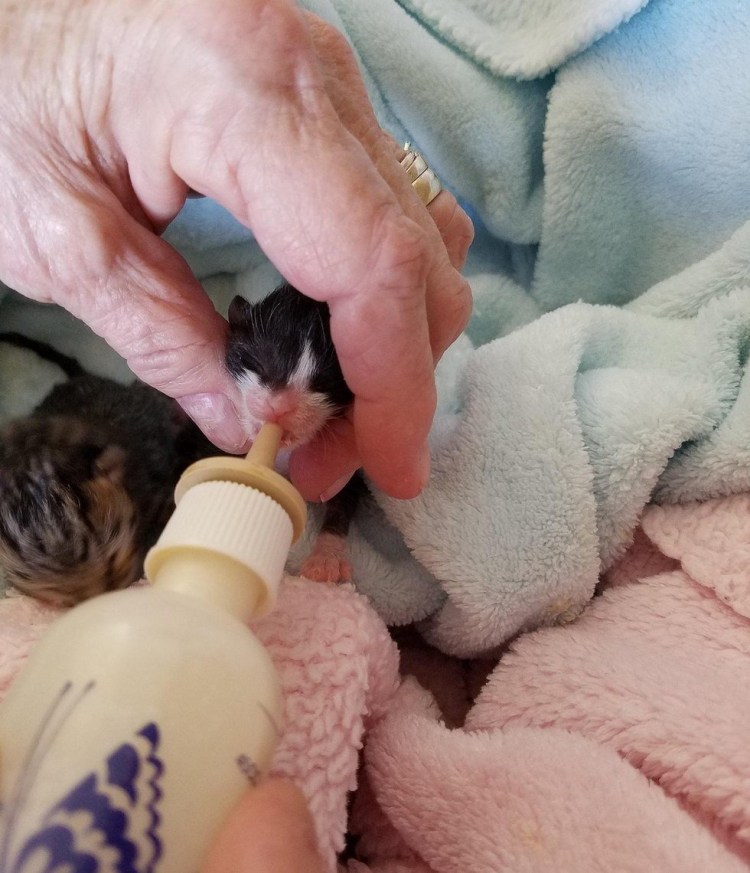 Искусственное вскармливание котят
