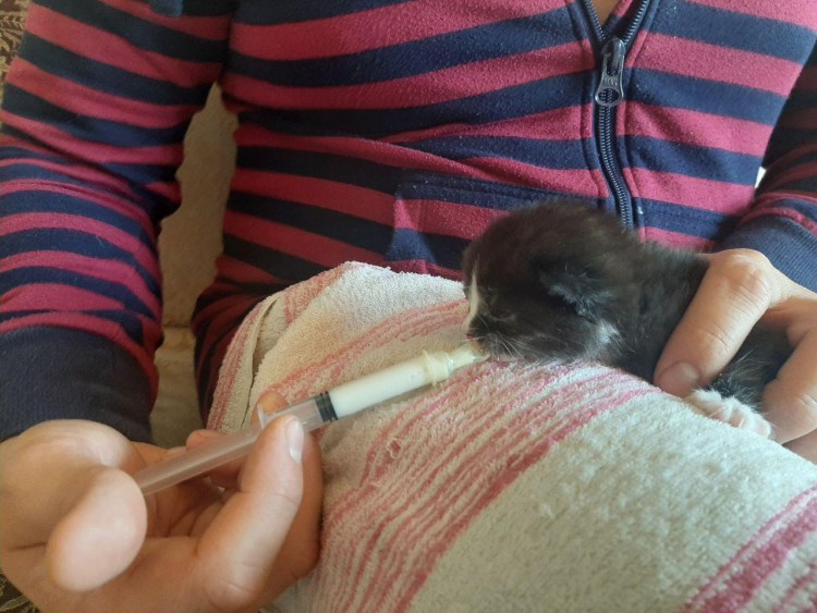 Искусственно выкормленные котята