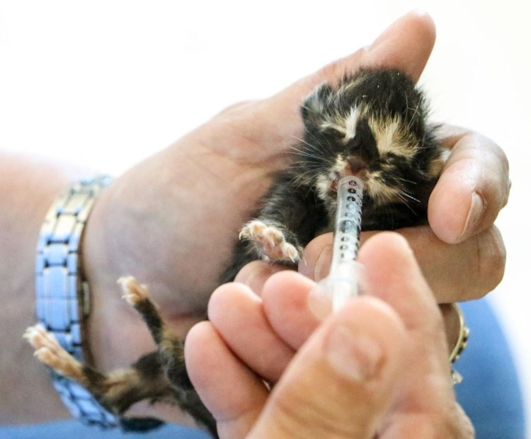 Недокормленный котенок