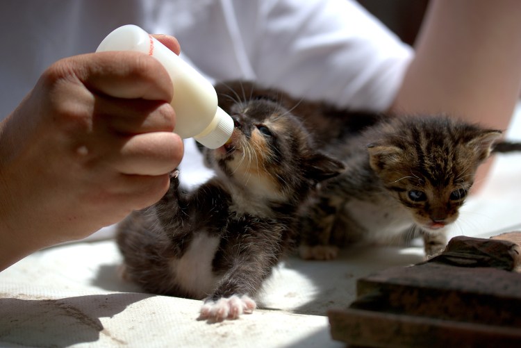 Можно ли молоко котенку 1 месяц