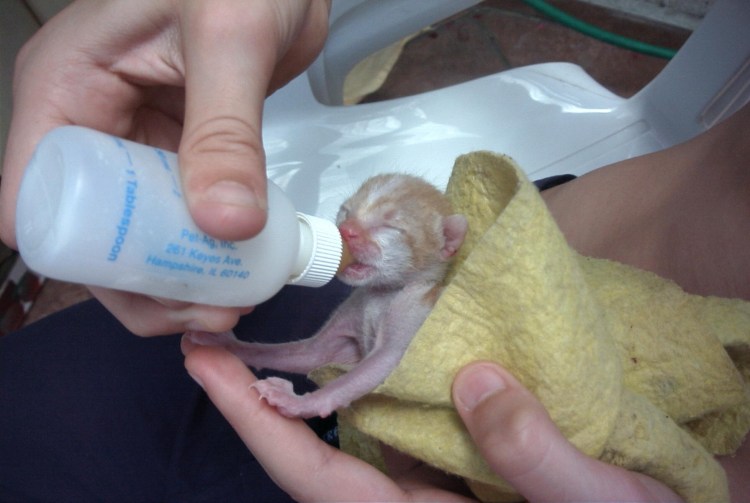 Искусственное вскармливание котят
