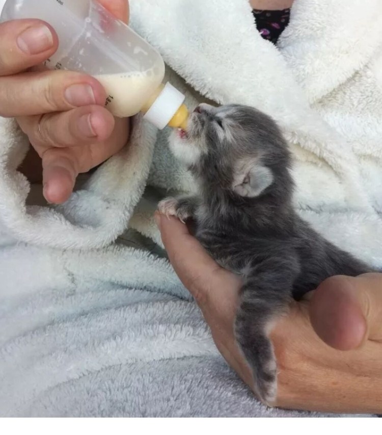 Вскармливание новорожденных котят