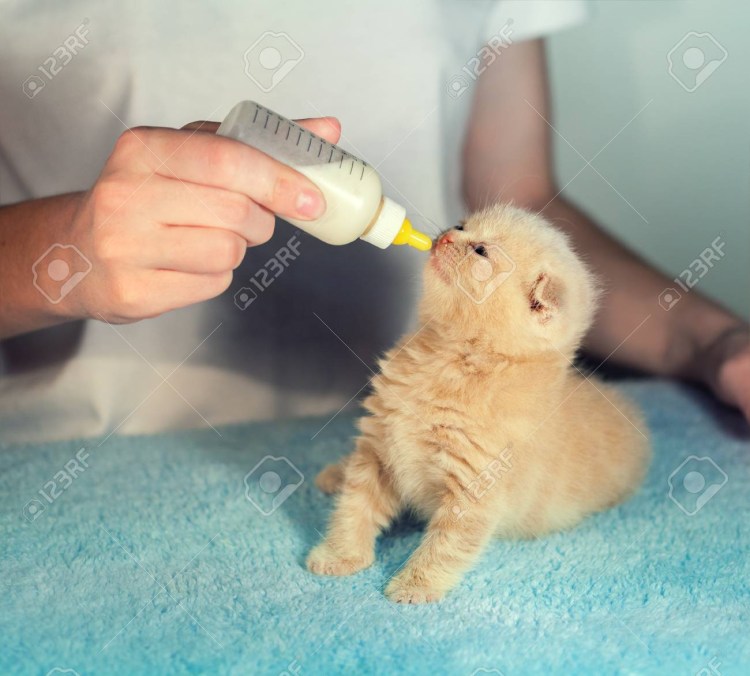 Кормление котенка из пипетки