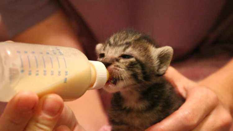 Котик со шприцом