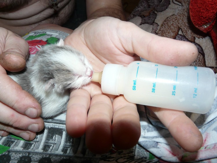 Для вскармливания котят