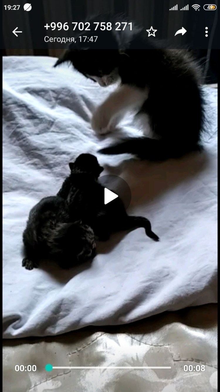 Котенок пьет из бутылочки