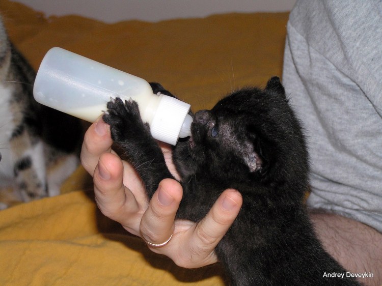 Вскармливание котенка из бутылочки