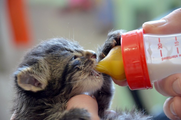 Новорожденные брошенные котята