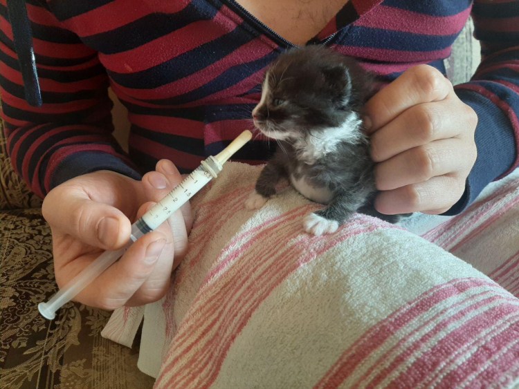 Кормление котят