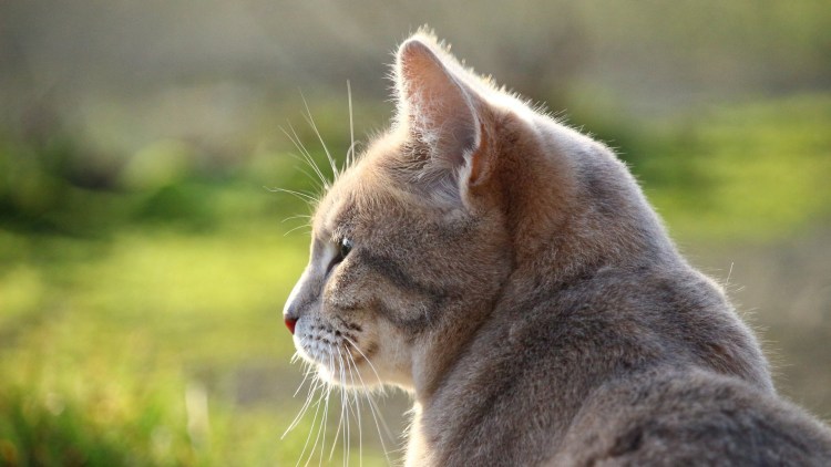 Кошка сбоку