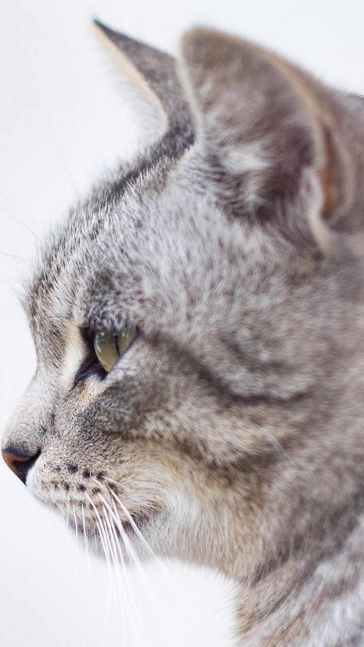 Морда кошки сбоку