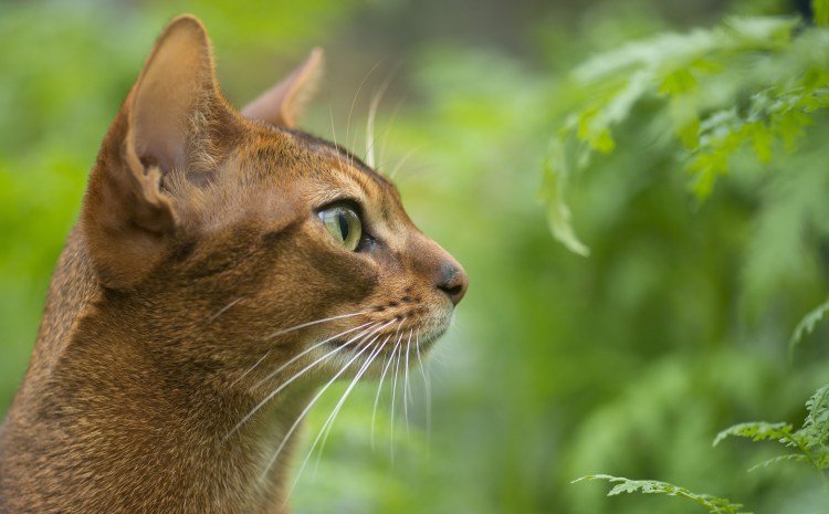 Абиссинская кошка морда