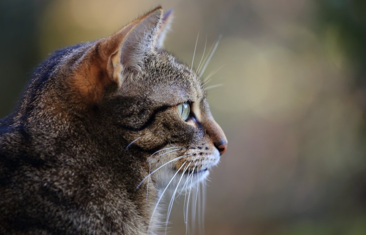 Кошачья мордочка сбоку