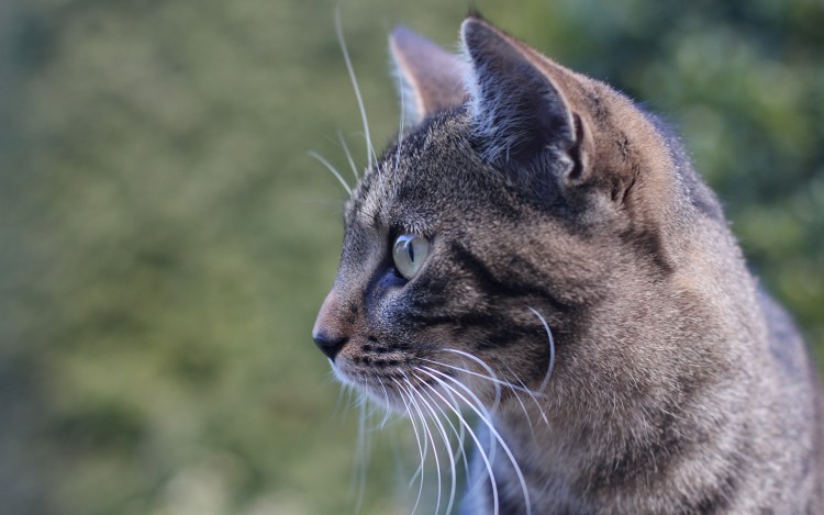 Кошка в профиль