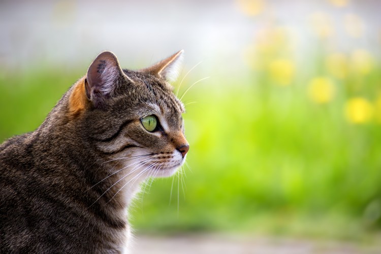 Кошачий профиль