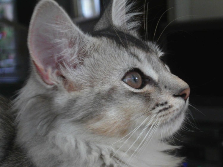 Морда кота в три четверти