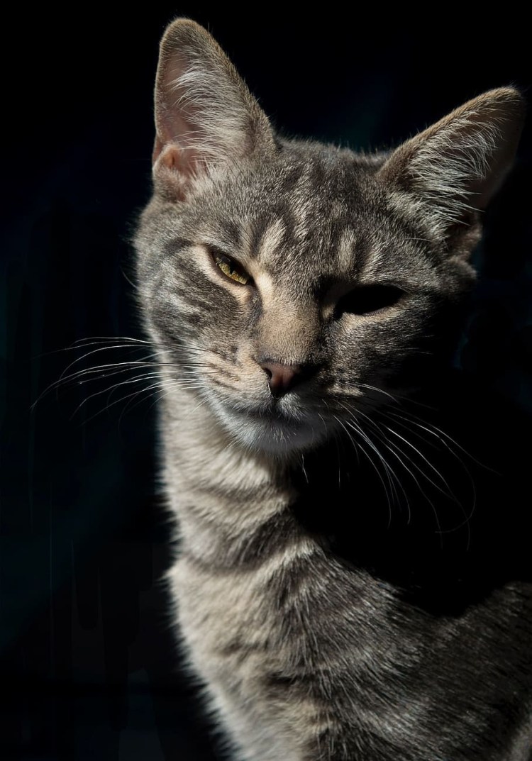 Кошка в профиль