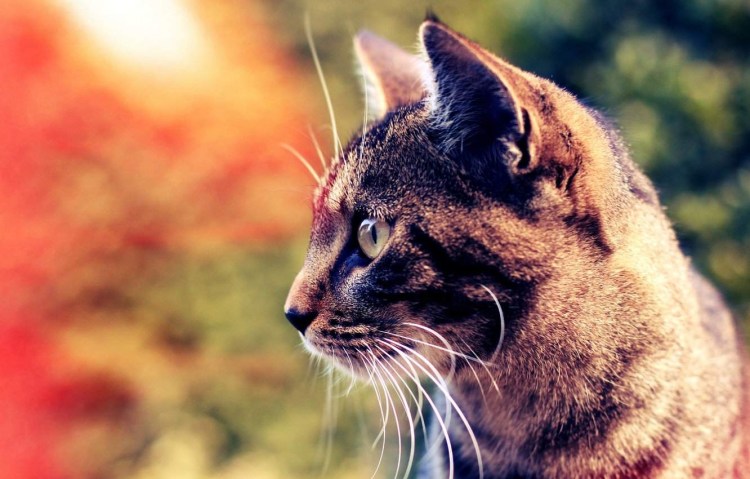 Кошачья морда в профиль