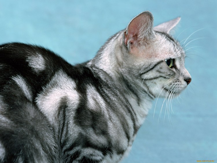 Кошечка сбоку