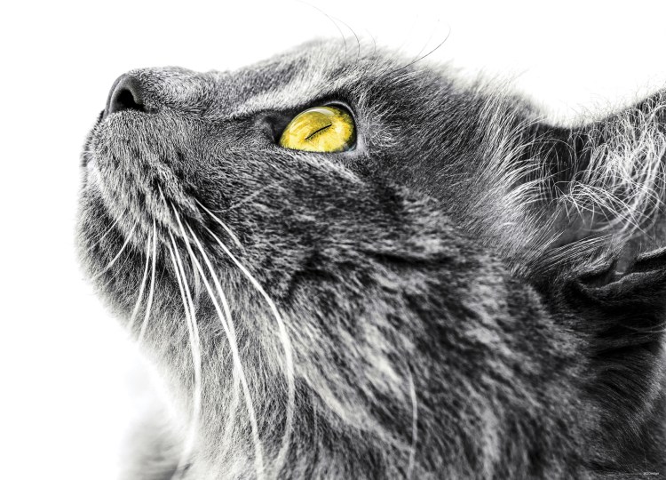 Голова кошки в профиль