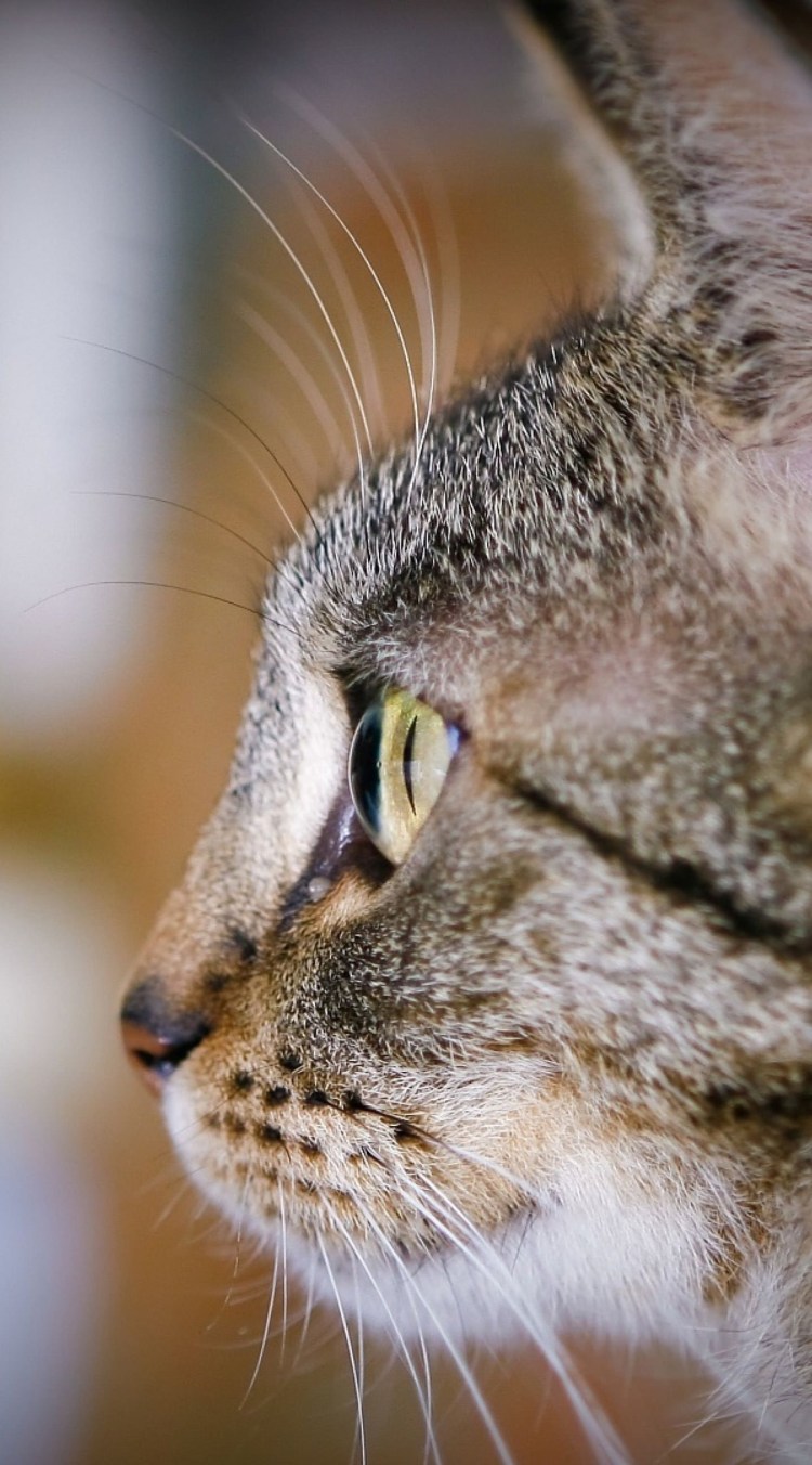 Морда кота сбоку референс